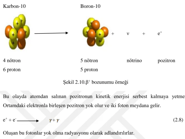 Şekil 2.10.β +  bozunumu örneği 