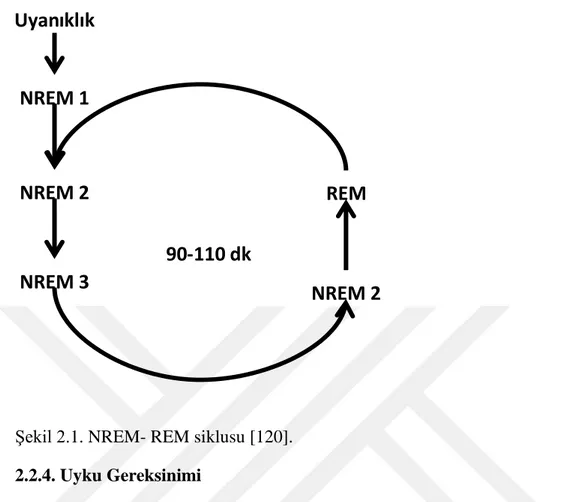 Şekil 2.1. NREM- REM siklusu [120].  2.2.4. Uyku Gereksinimi  