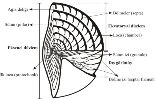Şekil 5.2 Nummulites cinsine ait iç ve dış yapısal özellikler 