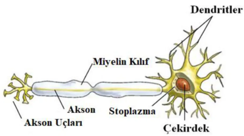 Şekil 6.2 Biyolojik sinir hücresi ve bileşenleri 