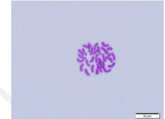Şekil 4.1. Nurscia albosignata ‟ya ait karyogram (2n♂=30, X 1 X 2 0) 