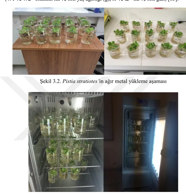 Şekil 3.2. Pistia stratiotes’in ağır metal yükleme aşaması  