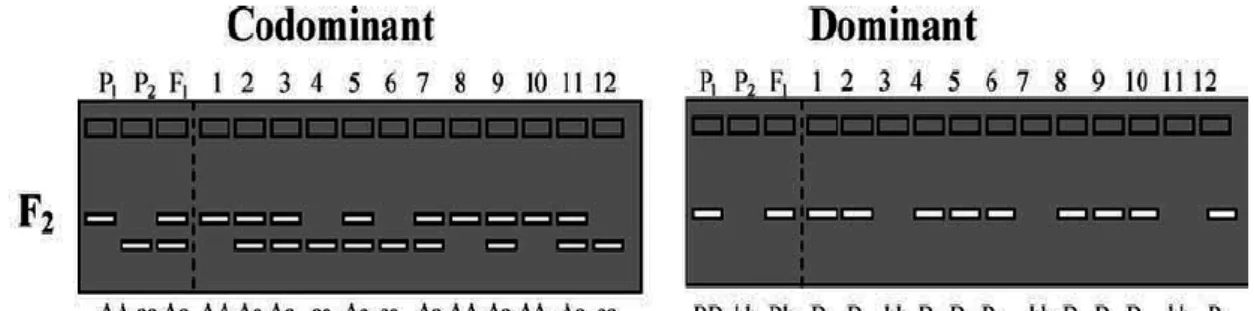 Şekil 2. 1. Kodominant Markörler ve Dominant Markörlerin karşılaştırılması  2.2.5. Polimeraz Zincir Reaksiyonu (PCR) Tabanlı Moleküler Markörler 