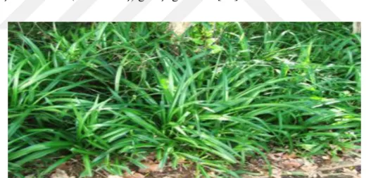 Şekil 2.7 Chlorophytum Comosum Bitkisi 2.5.1  Dağılım ve Yaşam Alanı  