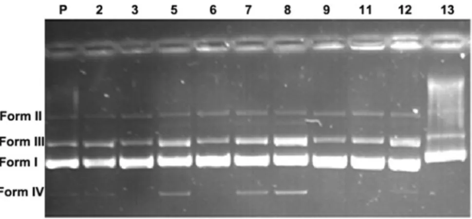 Figure  1.  The  electrophoresis  image  of  pBR322  DNA  after  treated  with  the  compounds  (P:  untreated  plasmid  DNA  with  compounds)
