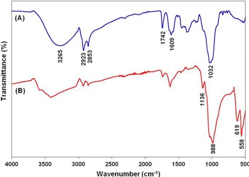 Figure 2. (A) FTIR analysis of TF extract and (B) FTIR analysis of TF-Cu 2+  hNFs formed with 0.1 mg mL -1  TF  extract 