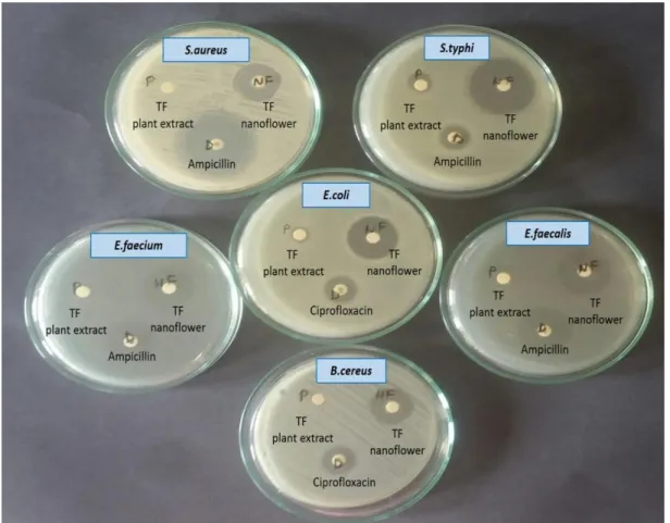 Figure  3.  Disc  diffusion  results  image  of  TF  extract,  TF-Cu 2+   hybrid  nanoflower  and  drug  (appropriate  antibiotic  disc) 