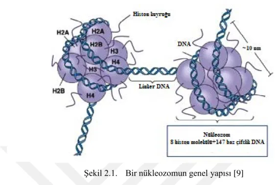 Şekil 2.1.   Bir nükleozomun genel yapısı [9] 