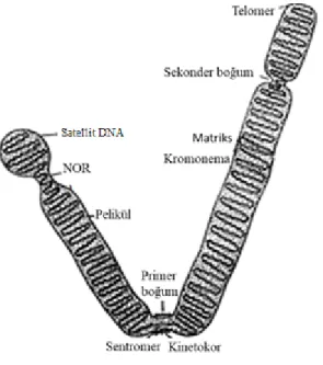 Şekil 2.3.  Hücre bölünmesinin anafaz evresindeki kromozom yapısı [17] 