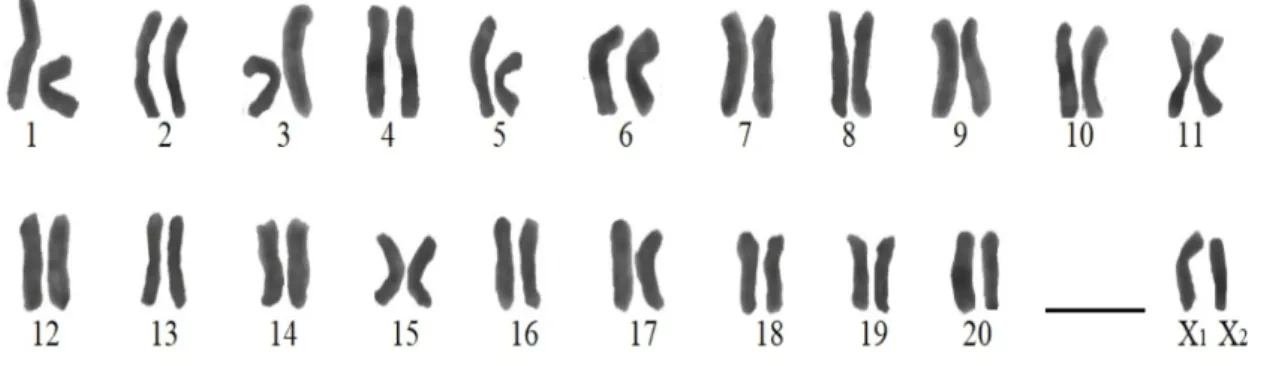 Şekil 4.1.  T. dalmatica’ya ait karyogram (2n♂=40+X 1 X 2 0) (Skala=10 µm) 