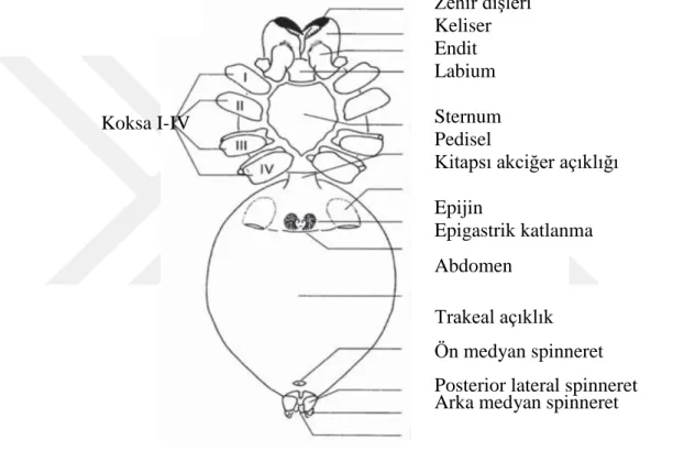 Şekil 2.2. Bir arenomorf örümceğin ventral görünüşü [11] 