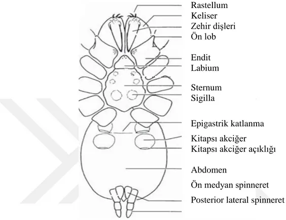 Şekil 2.3. Bir Megalomorf örümceğin ventral görünüşü [11] 
