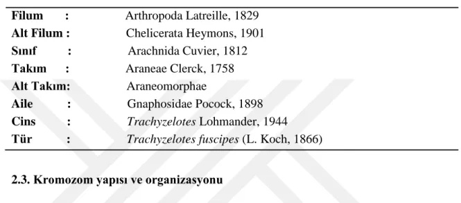 Tablo 2.1. Trachyzelotes fuscipes türünün sistematiği [22]     