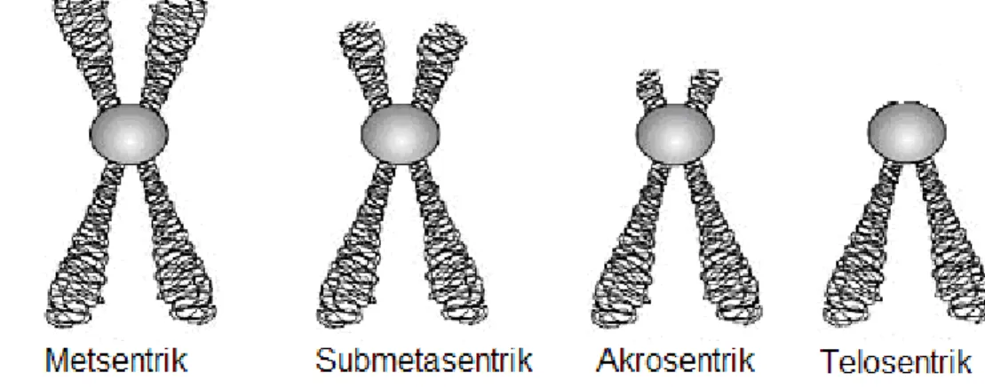 Şekil 2.2. Sentromer yerine göre kromozom [12] 