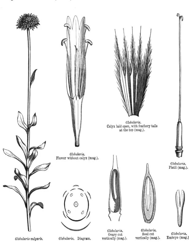 Şekil 2.3. Globulariaceae familyasına ait bir türün morfolojik yapısı  [18] 