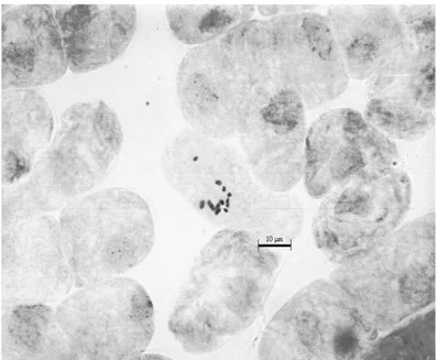 Şekil 4.1. Globularia alypum taksonunun metafaz kromozomları (2n=16) 
