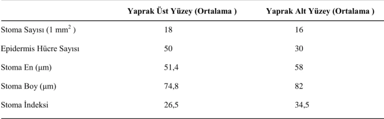 Tablo 4.6. A. azurea var. azurea türünün stoma indeksi  