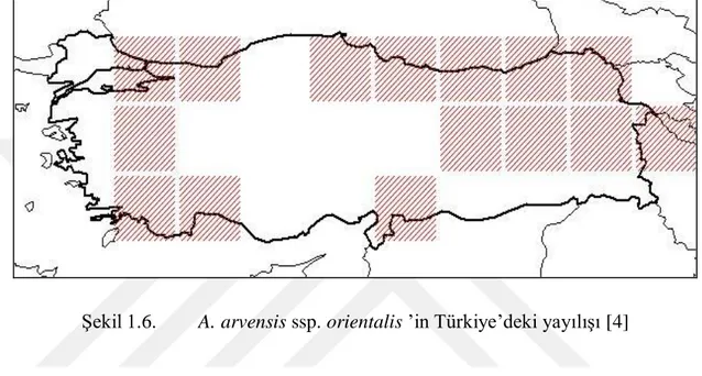 Şekil 1.6.  A. arvensis ssp. orientalis ’in Türkiye’deki yayılışı [4] 