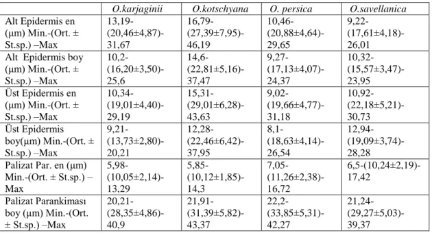 Tablo 3.3. Çalışılan türlerin yaprak anatomik özelliklerinin ölçüm değerleri; minimum  (aritmetik ortalama±standart sapma) ve maksimum değeri