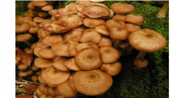 Şekil 1 8.  Armillaria mellea [115] 