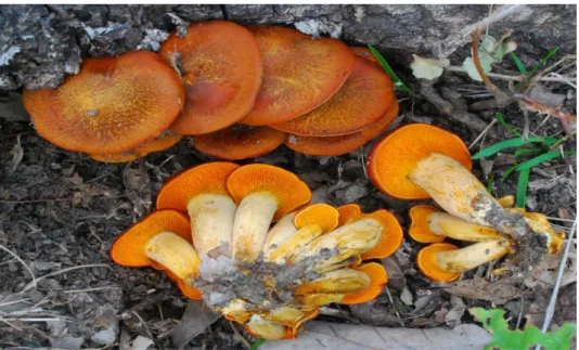Şekil 1 9.  Omphalotus olearius [116] 