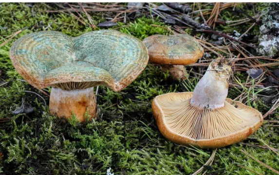 Şekil 1 10.  Lactarius deliciosus [117] 