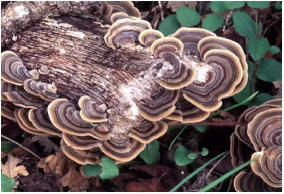 Şekil 1 11. Trametes versicolor [118] 