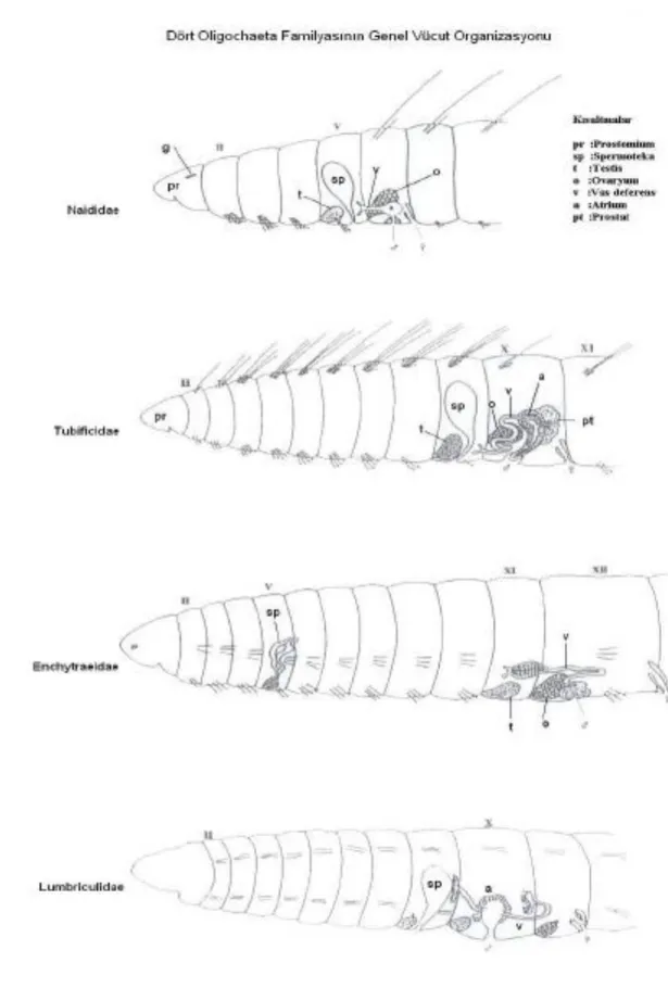 Şekil  2.2.  Naididae,  Tubificidae  ve  Enchytraciade  ve  Lumbriculidae  familyalarına  ait  genel vücut organizasyonu [117] 