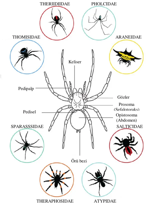Şekil 2.8. Bir örümceğin genel anatomisi ve vücut formlarındaki çeşitlilik  [58]  Erkek  ve  dişisinde  opistosomanın  ventralinde  genital  boşluğun  yanında  bir  çift  delik  bulunur  [59]