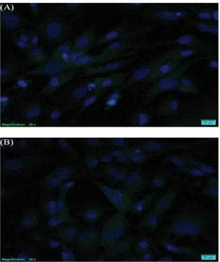 Figure 9. Epifluorescence images of THLE-2 cells treated with the FITC-loaded A1  (A) and A2 nanoemulsions (B)