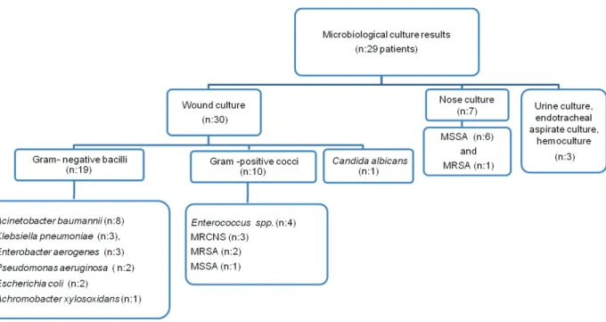 Figure 2: Distribution of gram-negative bacilli.