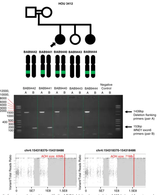 Figure 6. PCR assay results for primers designed to amplify the MND1 deletion (expected size 1439 bp) and for primers designed to amplify exon 6 of MND1 (expected size 153 bp)