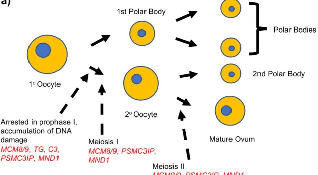 Figure 7. Proposed functional models for known and candidate genes in POI. (a) Development of the primary oocyte to mature ovum