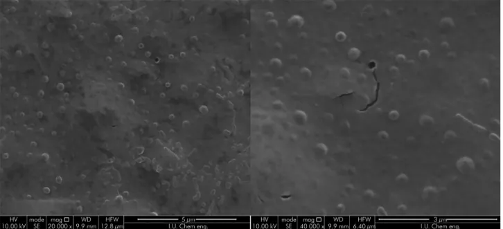 Figure 1. Morphological characteristics of hPTH-loaded chitosan microspheres using scanning electron microscopy.
