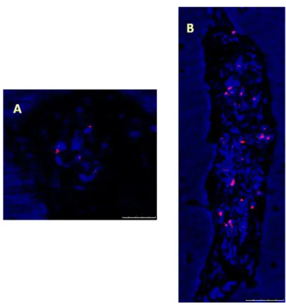 Fig. 2. Demonstrations of SIRE1 GAG localizations in barley root preparations via FISH