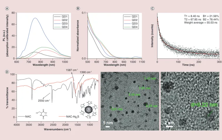 Figure 1. Characterization of N-acetyl-L-cysteine-coated Ag 2 S quantum dots. (A) Photoluminescence and (B) absorbance spectra of NAC-Ag 2 S QDs synthesized under different conditions summarized in Table 1