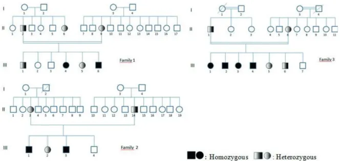 Fig. 1. Pedigree of families.