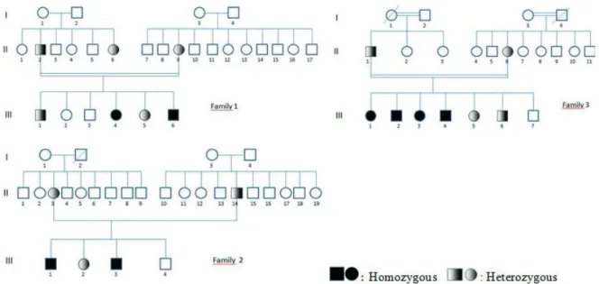 Fig. 1. Pedigree of families.
