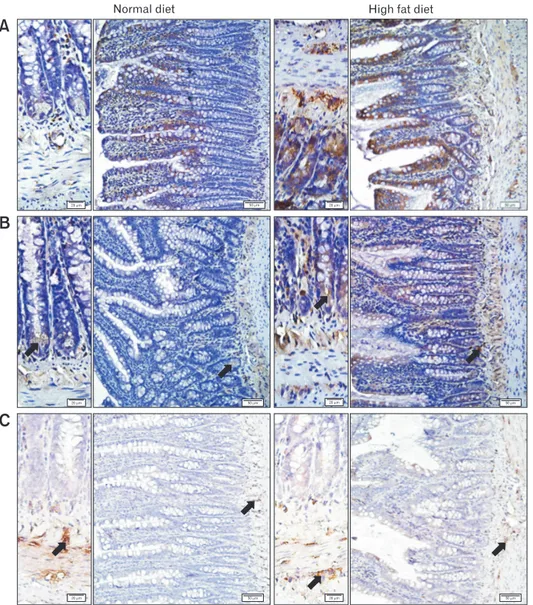 Figure 6.  Representative micrographs of the ileal tissues labeled with (A) tyrosine hydroxylase (TH), (B) vasoactive intestinal peptide (VIP), and  (C) neuronal nitric oxide synthase (nNOS), where brown-stained regions (arrow) indicate the positive immuno