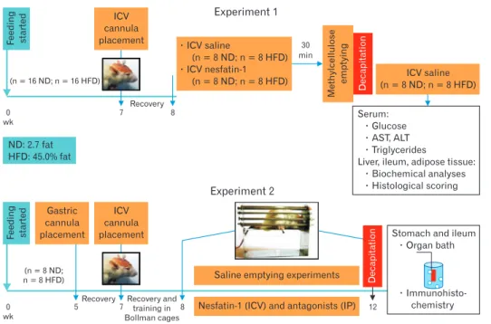 Figure 1.  The design and the time  course of the experimental procedures.  ND, normal diet; HFD, high-fat diet;  ICV, intracerebroventricular; IP,  intra-peritoneal; AST, aspartate  aminotrans-ferase; ALT, alanine transaminase.