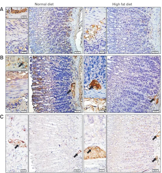 Figure 5.  Representative micrographs of the gastric tissues labeled with (A) tyrosine hydroxylase (TH), (B) vasoactive intestinal peptide (VIP),  and (C) neuronal nitric oxide synthase (nNOS), where brown-stained regions (arrow) indicate the positive immu