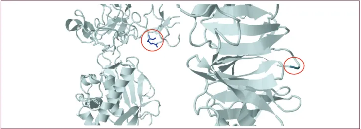 Figure 2. Secondary structures of mutant MMP9 (1- 1L6J for Q279R, 2- 1ITV for P574R).