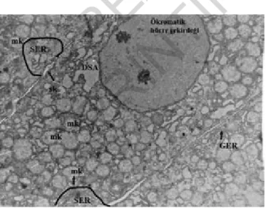 Fig. 7: Grup IV: m=mitochondria, GER= Granulated Endoplasmic Reticulum, Uranyl acetate-lead citrate x9000.