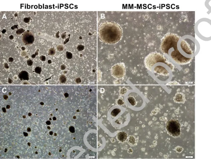 Figure 9: Embryoid body formation of iPSCs (A and B; EBs generated from fibroblasts, C and  D; EBs generated from MM-MSCs