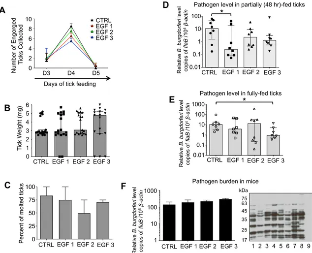 Figure 5.  EGF immunization affects B. burgdorferi acquisition. Mice were immunized with Is86 EGF-1, -2,  or -3, infected with B