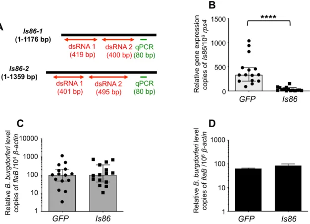 Figure 6.  Silencing of Is86 fails to interfere with B. burgdorferi persistence in ticks and spirochete transmission
