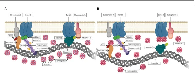 FIGURE 10 | The associations between hemoglobin (Hb) and RBC membrane proteins. (A) shows Hb carrying oxygen and no interaction with membrane proteins in oxygenated state