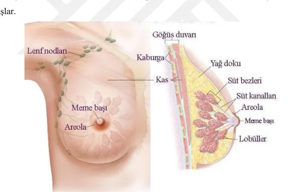 Şekil 1.2. Meme anatomisi (Anonim)  .  