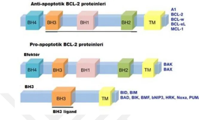 Şekil 1.11 Anti-apoptotik ve pro-apoptotik Bcl-2 proteinleri (Anvekar ve ark. 2011)  1.4.5