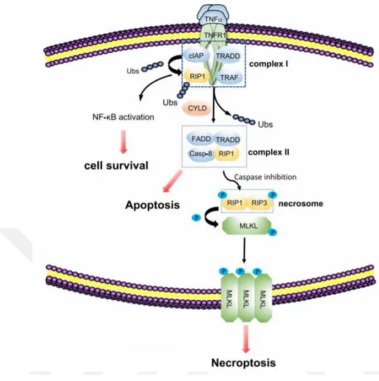 Şekil 1.14 Nekroptozisin moleküler mekanizması (Gong ve ark. 2019).  1.7. Epitelyal-Mezankimal Dönüşüm 